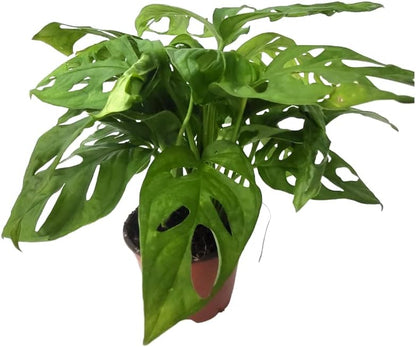 CoollectivePlants Monstera Swiss Cheese – Live Monstera Plant in 4″ Grower’s Pot, Easy Care Indoor House Plants Live and Low Maintenance Indoor Plant
