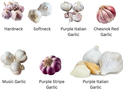 1 Pound Hard Neck Garlic for Planting in Fall, Purple Stripe Garlic Bulb for Planting, Fresh and High Yield, Cold Hardy, Planting Softneck Hardneck
