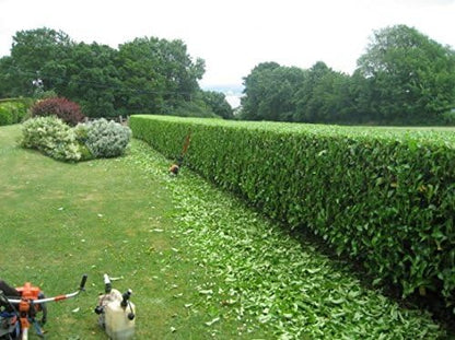 Sweet Viburnum | 3 Large 4 Inch Pots | Viburnum Odorotissimum | Live Plants | Fast Growing Privacy Hedge, Shrub, Privacy Screen