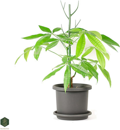 GardenPal 43.3" 6 Pack Detachable Twig Plant Support Stakes, Branch Sticks with Orchid Clips and Twist Ties, Blends with Plants - Ideal Plant Stakes for Indoor/Outdoor Use