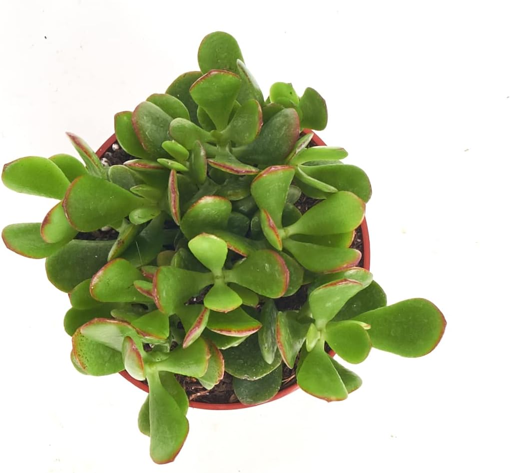 Shop Succulents Jade Succulent Plant, Crassula Ovata Fully Rooted Live 4" Succulent Plant, Low Maintenance Indoor Plant, Hardy Succulents, Hard to Kill Plants, Wedding and Party Favors, Gift & Garden