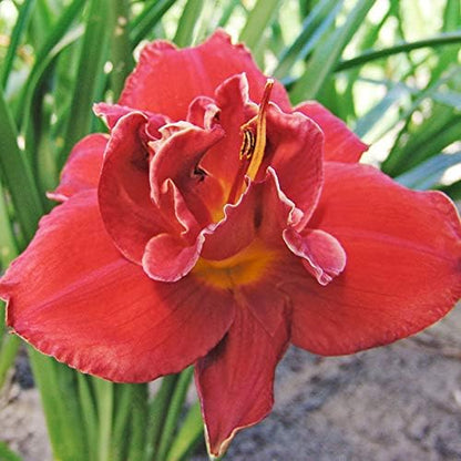 Fires of Fuji Daylily Flower Bulb - Naturalizing - Perennializing - Easy to Grow Live Plants - Outdoor Garden