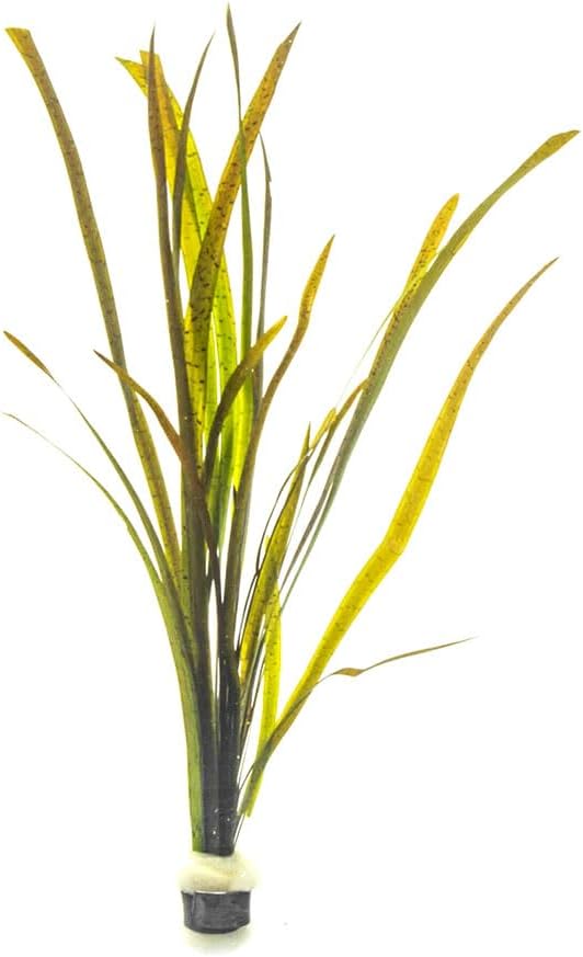SubstrateSource Live Plant - Tall Grass, Vallisneria Spiralis - Easy Care, Low to Medium Light, Green with Spotted Bands, Background, Freshwater Aquatic Plant for Aquascaping - Lead Bunch, 4 Pack