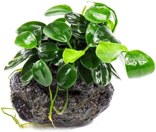 SubstrateSource Live Planted Decor - Bucephalandra Godzilla (Bucephalandra sp.) on Lava Stone - Low to Medium Light, Dark Green with Blue Iridescence, Foreground to Midground Tank Placement - 1 Pack