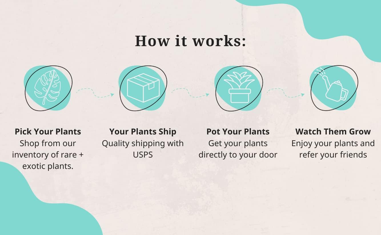 CoollectivePlants Monstera Swiss Cheese – Live Monstera Plant in 4″ Grower’s Pot, Easy Care Indoor House Plants Live and Low Maintenance Indoor Plant