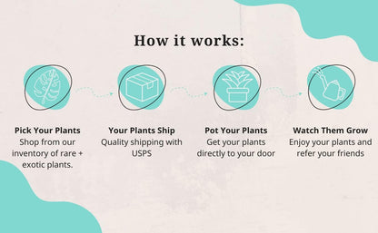 CoollectivePlants Monstera Swiss Cheese – Live Monstera Plant in 4″ Grower’s Pot, Easy Care Indoor House Plants Live and Low Maintenance Indoor Plant