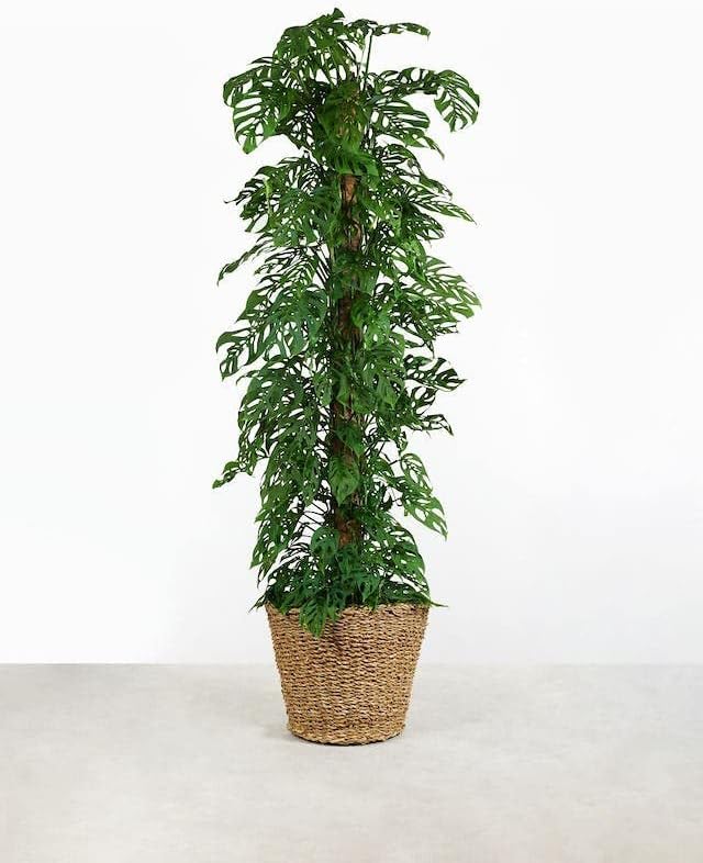Gardenera Monstera Adansonii Advanced Potting Blend: Boost Aeration, Drainage & Nutrient Absorption - 4 Quart