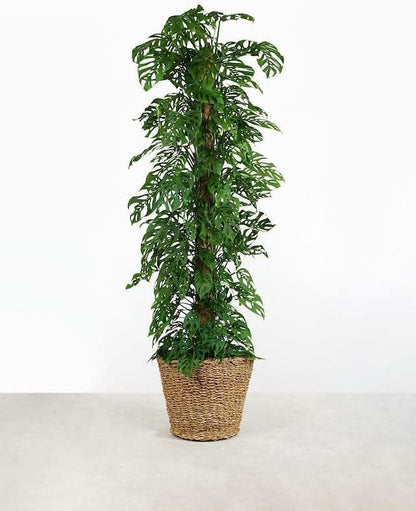 GARDENERA Monstera Adansonii Specialized Soil Mix - Improve Aeration, Drainage & Nutrient Retention - 1 Quart