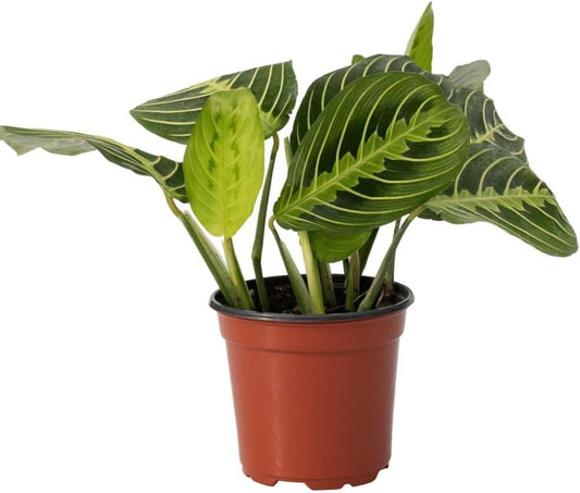 Maranta 'Lemon Lime' Live Plant for Indoor | Different Houseplants in 4'' & 6'' Pot | Real House Plant for Living Room, Office, Desk & Bathroom | Prayer Plant