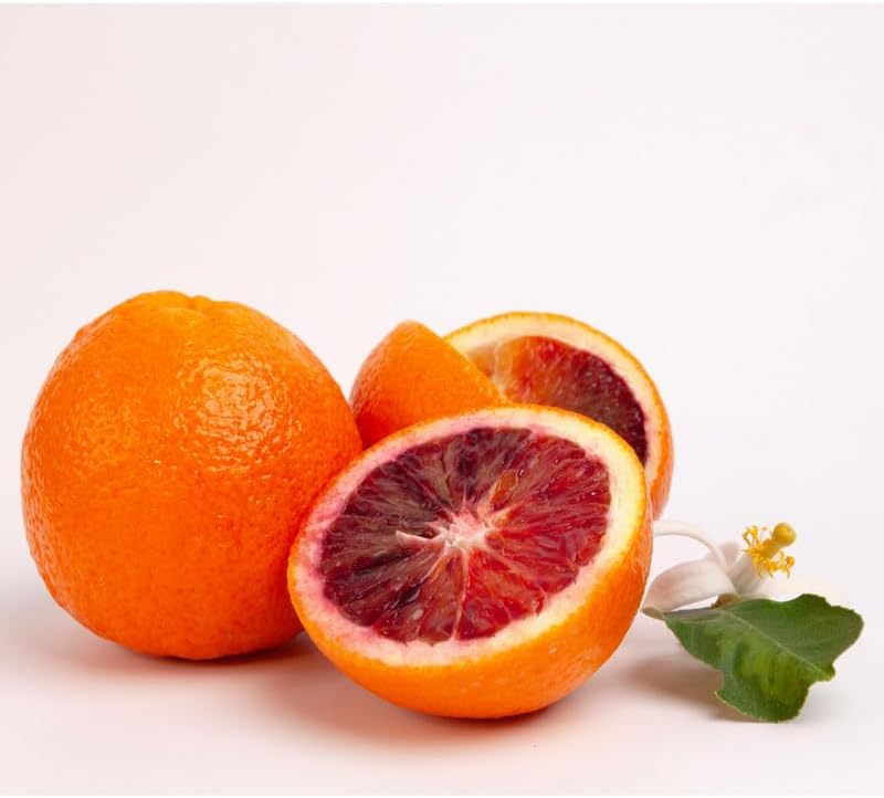 Blood Orange Tree in 2 Gallon, 2 Ft Tall Large Orange Trees Live Plants for Outdoors, No Ship to CA