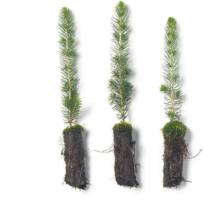 Black Hills Spruce Live Tree Plug Seedlings | 6"-12" | Arbor Day Foundation (3-Pack)