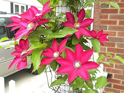 Clematis Cardinal Wyszynski Vine - 5 Live Plants in 4 Inch Growers Pots - Clematis 'Cardinal Wyszynski' - 2 Years Old Ready to Be Planted - Bold and Beautiful Crimson Flowering Vine