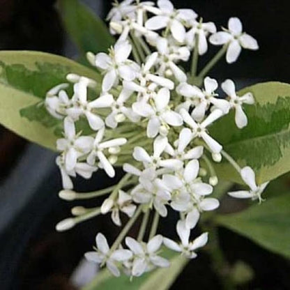 2 Snow Ixora Live Plants, Well-Rooted Flowering Ixora Shrub Seedlings, 4-9” Tall, Tropical Ixora Bush for Indoor or Outdoor Garden