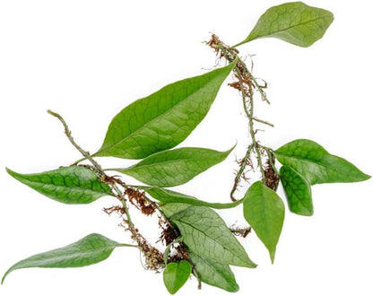 SubstrateSource Live Jungle Plant - Dendroconche annabellae - Moderate Care, Medium Light, Bright Green Accent, Vivarium or Terrarium Epiphytic Fern - Loose/Bare Root