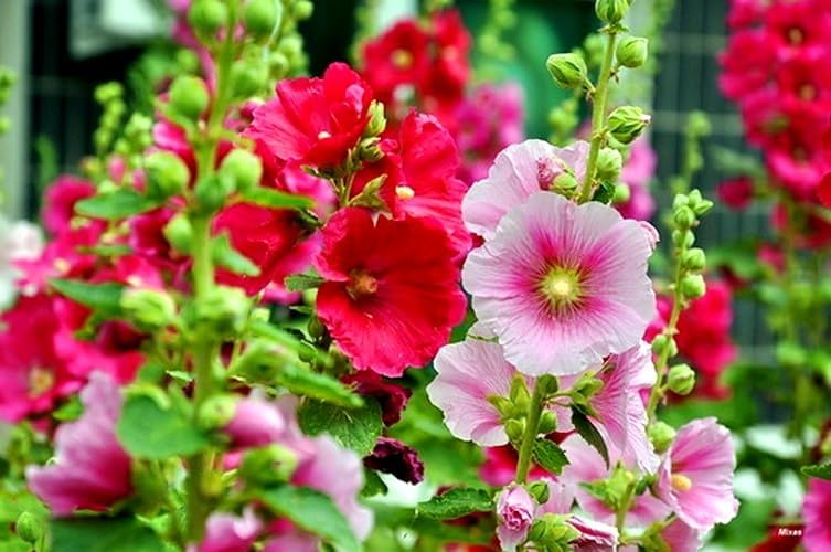 Seeds Hollyhock Seed Mix Malva 30+ Seeds for Planting Showy Perennial Flower Multicolor Mixture (Pack of 2)
