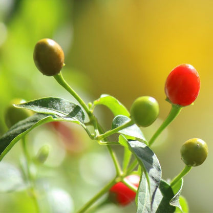 Set 2 Chiltepin Pepper Plants, Live Chiltepin Pepper Seedlings for Outdoor Garden, 4 to 8 Inch Tall Hot Pepper Live Plant, Red Chili Pepper Live Plant for Garden