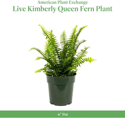 American Plant Exchange Kimberly Queen Fern – 6-Inch Pot – Live Hardy Upright Fern Houseplant, Easy Care Greenery for Home, Office, Garden, or Patio Decor