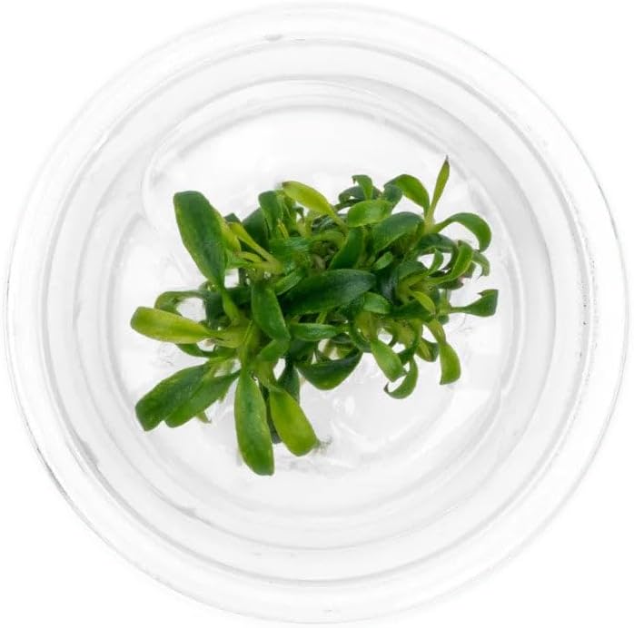 Ultum Nature Systems Live Tissue Culture - Anubias Minima Dragon Claw (Anubias Minima) - Easy - Low to Medium Light - Green Accent - Midground - 100% Snail Free Grown in-Vitro
