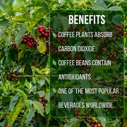 Coffee Plant Arabica (4 Pack) Real Live Plant for Sale | Coffee Lover's Dream | Easy to Grow Live for Planting | Grow Your Own Food on Your Edible Organic Garden |