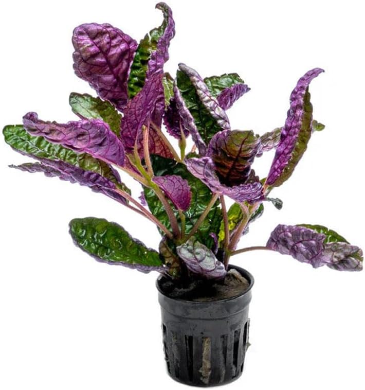 SubstrateSource Live Jungle Plants - Hemigraphis colorata (Hemigraphis sp.) - Low to Medium Light, Purple Green, Terrarium or Paludarium, Decorative Rosette Foliage - Pot