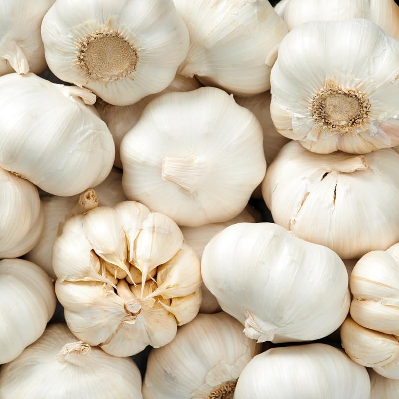 1 Pound Garlic for Planting in Fall Hard Neck, 8-10 White Garlic Bulbs for Planting, Fresh and High Yield Bulb Variety Pack, Hardy and Fast Growing