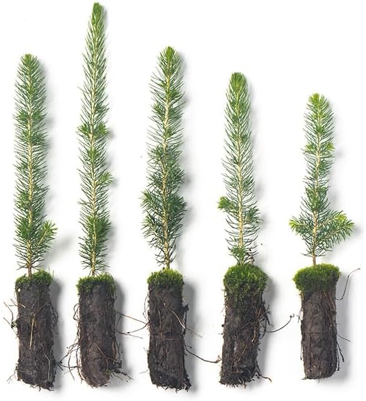 Black Hills Spruce Live Tree Plug Seedlings | 6"-12" | Arbor Day Foundation (5-Pack)