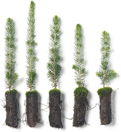Black Hills Spruce Live Tree Plug Seedlings | 6"-12" | Arbor Day Foundation (5-Pack)