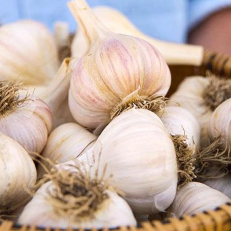 1 Pound Garlic for Planting in Fall Hard Neck, 8-10 White Garlic Bulbs for Planting, Fresh and High Yield Bulb Variety Pack, Hardy and Fast Growing