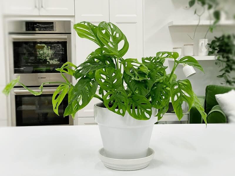 Gardenera Premium Swiss Cheese Plant Potting Mix - 10 QT - Monstera Deliciosa Blend for Optimal Nutrients and Drainage for Healthy Growth - (2 Bags of 5 Quart)