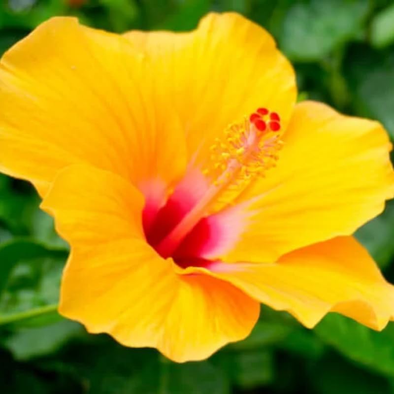 Rare Yellow Hibiscus Plant Live, Hardy Hibiscus Flowers Colorful Blooms for Outdoor Landscapes, 8-10 Inch Height, Hibiscus Shrubs, No Pot, Well-Rooted