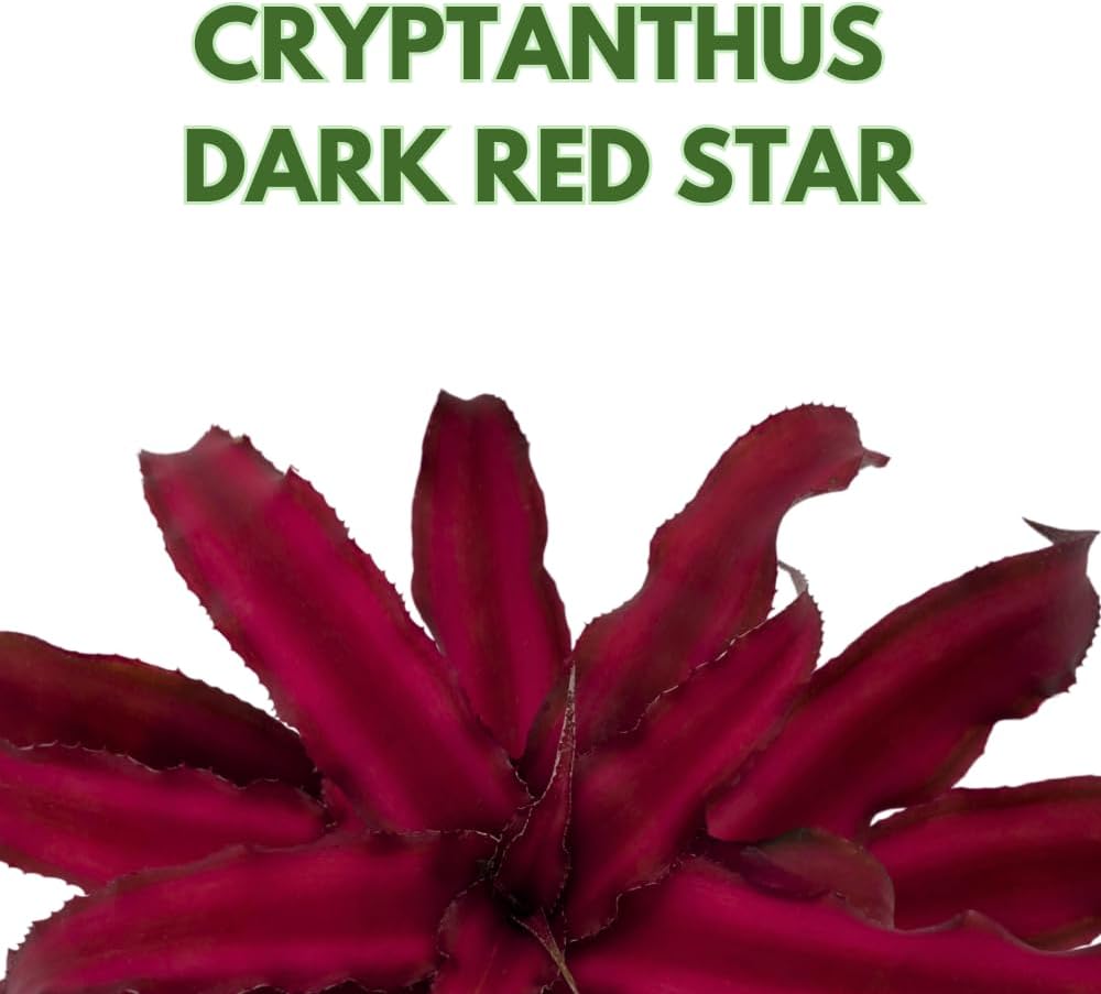 BubbleBlooms Cryptanthus Bivittatus in a 2 inch Pot Earth Star Bromeliad, Tiny Mini Pixie Plant, Dark Red