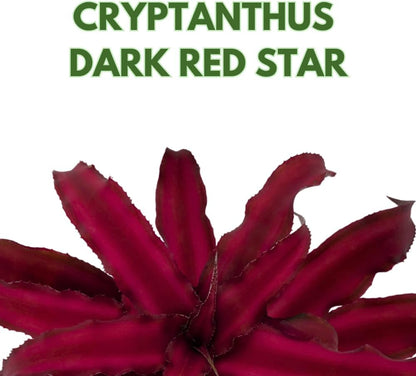 BubbleBlooms Cryptanthus Bivittatus in a 2 inch Pot Earth Star Bromeliad, Tiny Mini Pixie Plant, Dark Red