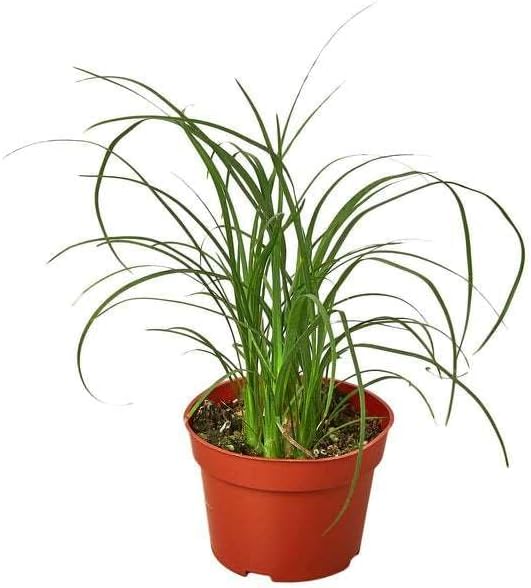 Palm Ponytail Live Plant for Indoor | Different Houseplants in 3'' Pot | Real House Plant for Living Room, Office, Desk & Bathroom | Beaucarnea recurvata | Ponytail Palm