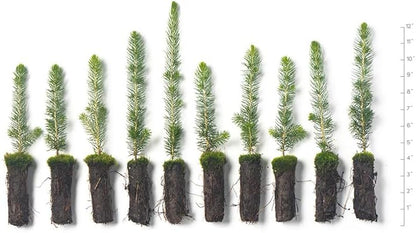 Black Hills Spruce Live Tree Plug Seedlings | 6"-12" | Arbor Day Foundation (10-Pack)