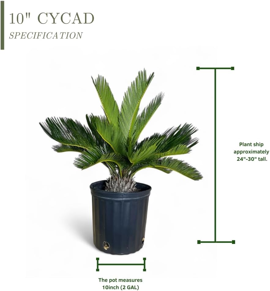 Cycad Revoluta Palm, Live Indoor Outdoor Plant, 10-inch Grower Pot, Yellow Green, 28 Inches Tall, Natural