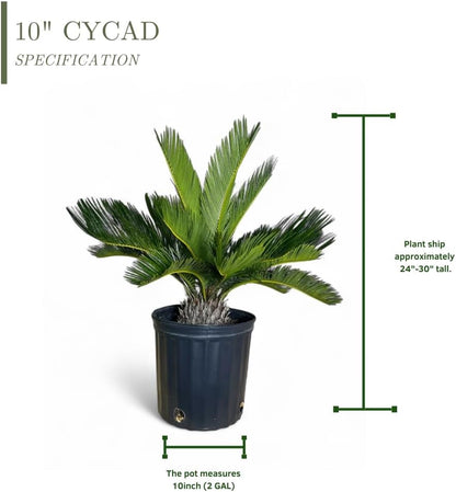 Cycad Revoluta Palm, Live Indoor Outdoor Plant, 10-inch Grower Pot, Yellow Green, 28 Inches Tall, Natural