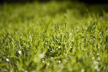 Pennington Signature Series Tall Fescue Blend Blue Tag 50 lb Grass Seed Partial Sun