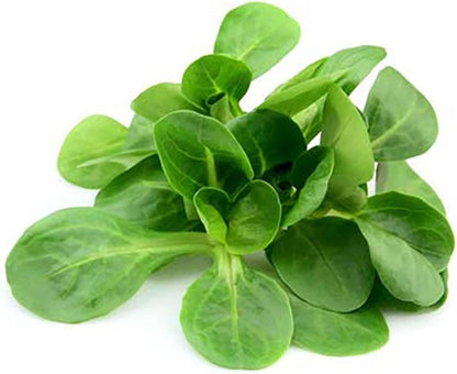 Mache Lettuce - Delicious Verte de Cambrai - 3000 Seeds of Small Leaf Variety and Best for Overwintering in The Cold Northeast. Corn Salad.