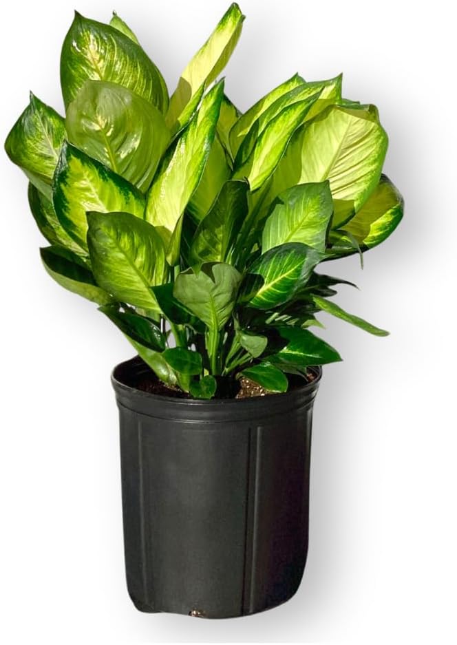 Dieffenbachia Marianne Live Plant Indoor/Outdoor in 10 in Grower Pot, Green, White