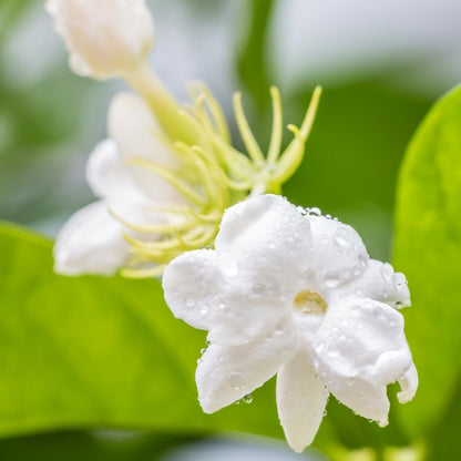 Jasmine Plant, Fragrant Jasmine Flower Vine 4-8 Inches Well Rooted for Container, Hanging Basket Growing (Maid of Orleans)