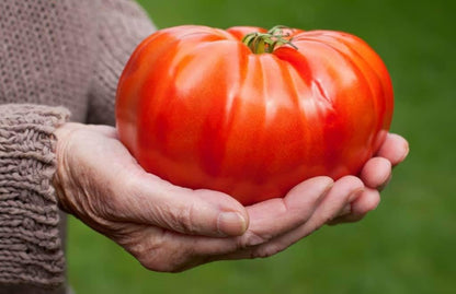 Seeds Vegetable Beefsteak Tomato Red Giant Indetereminate Non GMO for Planting Heirloom