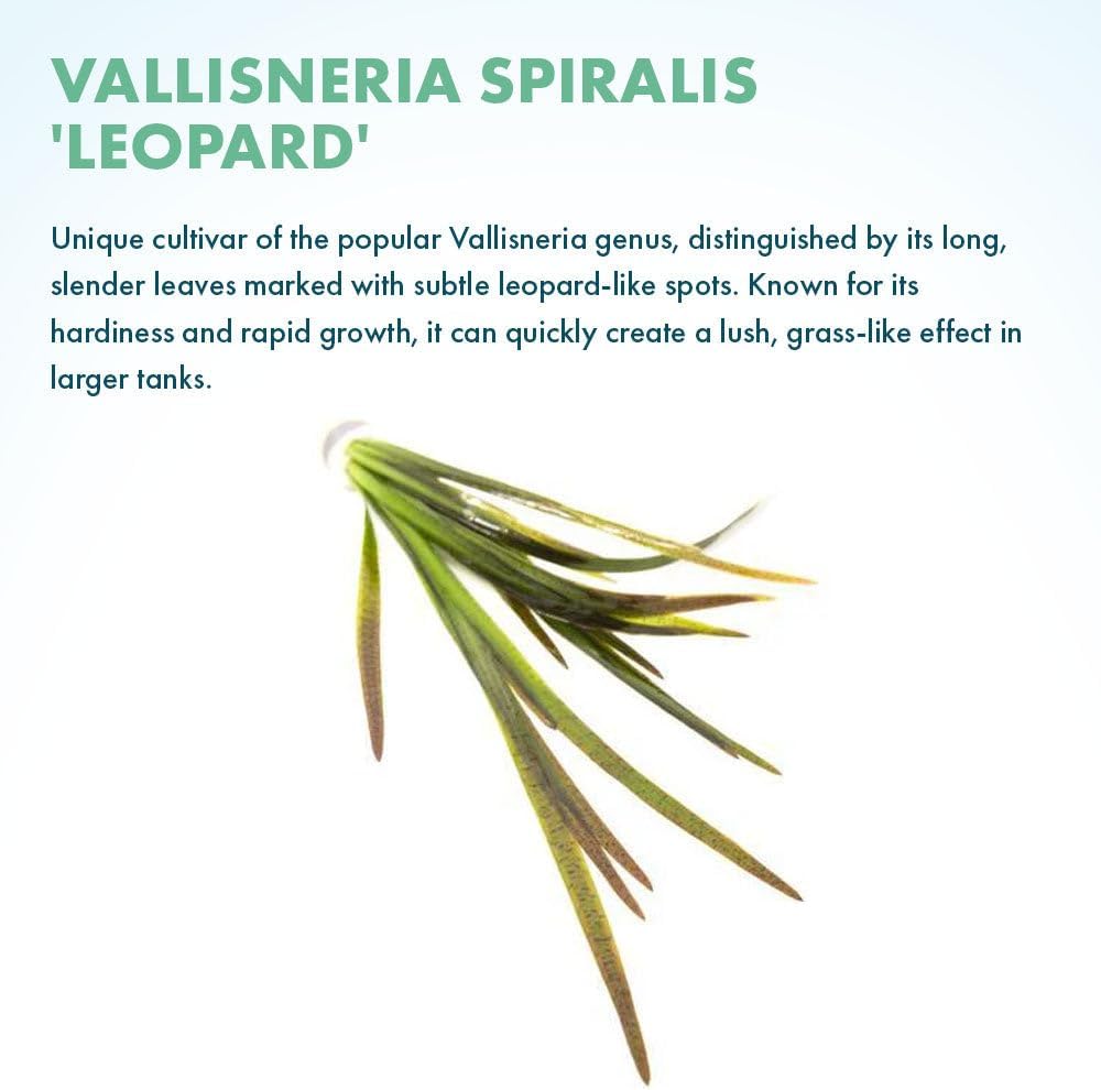SubstrateSource Live Plant - Tall Grass, Vallisneria Spiralis - Easy Care, Low to Medium Light, Green with Spotted Bands, Background, Freshwater Aquatic Plant for Aquascaping - Lead Bunch, 4 Pack