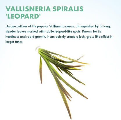 SubstrateSource Live Plant - Tall Grass, Vallisneria Spiralis - Easy Care, Low to Medium Light, Green with Spotted Bands, Background, Freshwater Aquatic Plant for Aquascaping - Lead Bunch, 4 Pack