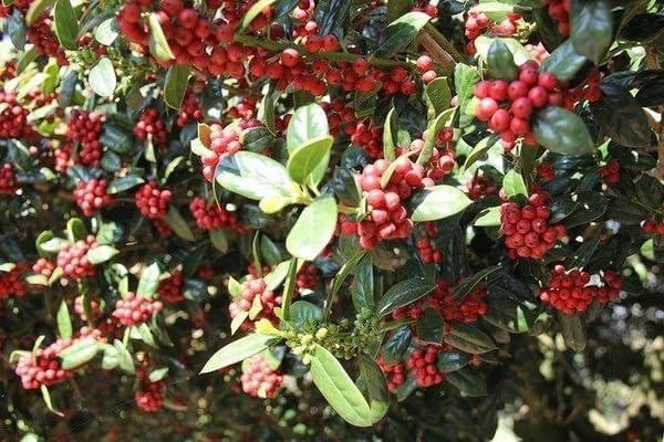 Burfordi Holly | 1 Large Gallon Size Plant | Ilex Cornuta | Fast Growing Evergreen Shrubs, Privacy Hedge Plants, Dark Green Foliage, Low Maintenance Landscaping, Ideal for Hedges and Borders