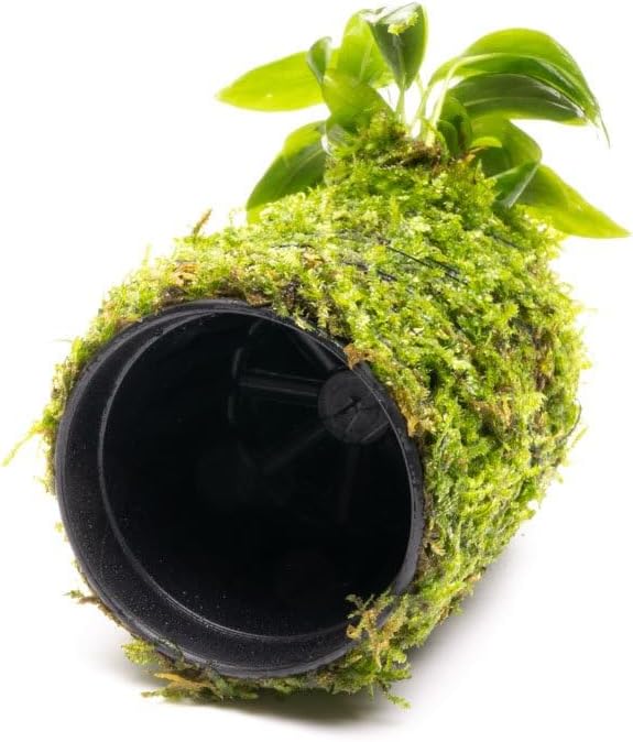 SubstrateSource Live Planted Decor - Anubias Minima on Christmas Moss Tower - Deep and Bright Green Freshwater Aquatic Plant, Low Light, Foreground to Midground Tank Placement for Aquascaping - 1 Pack