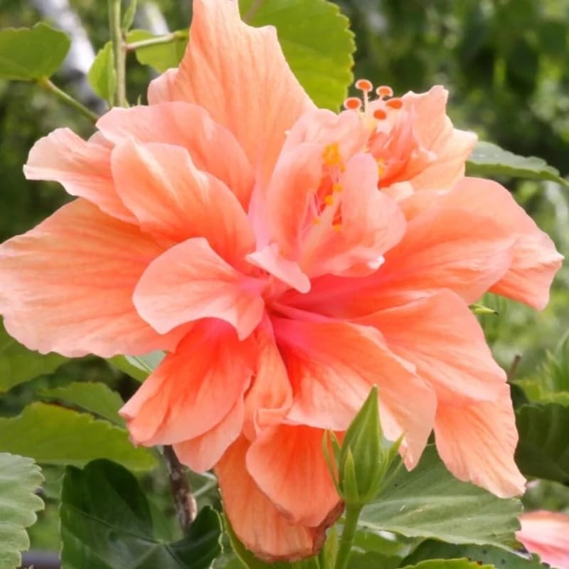 Golden Peach Hibiscus Plant Live, Hardy Hibiscus Flowers Colorful Blooms for Outdoor Landscapes, 8-10 Inch Height, Hibiscus Shrubs, No Pot, Well-Rooted