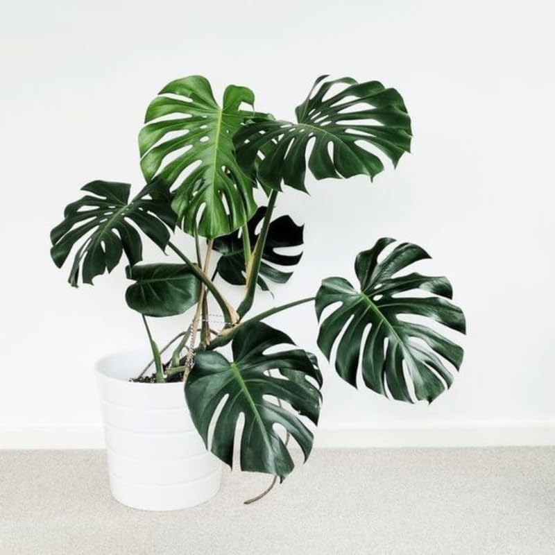 Deliciosa Monstera Plant Live, Swiss Cheese Philodendron Indoor Houseplant 4-9 Inches, Tropical Philodendron