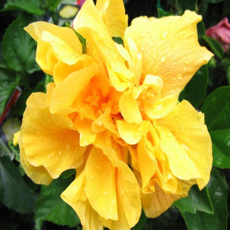 Double Yellow Hibiscus Plant Live, Hardy Hibiscus Flowers Colorful Blooms for Outdoor Landscapes, 8-10 Inch Height, Hibiscus Shrubs, No Pot, Well-Rooted