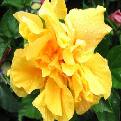 Double Yellow Hibiscus Plant Live, Hardy Hibiscus Flowers Colorful Blooms for Outdoor Landscapes, 8-10 Inch Height, Hibiscus Shrubs, No Pot, Well-Rooted