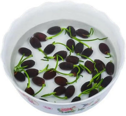 MEsay 10Pcs Mixed Color Bonsai Bowl Lotus Live Plants - Pre-Sprouted Water Beauties for Indoor and Outdoor Aquatic Settings